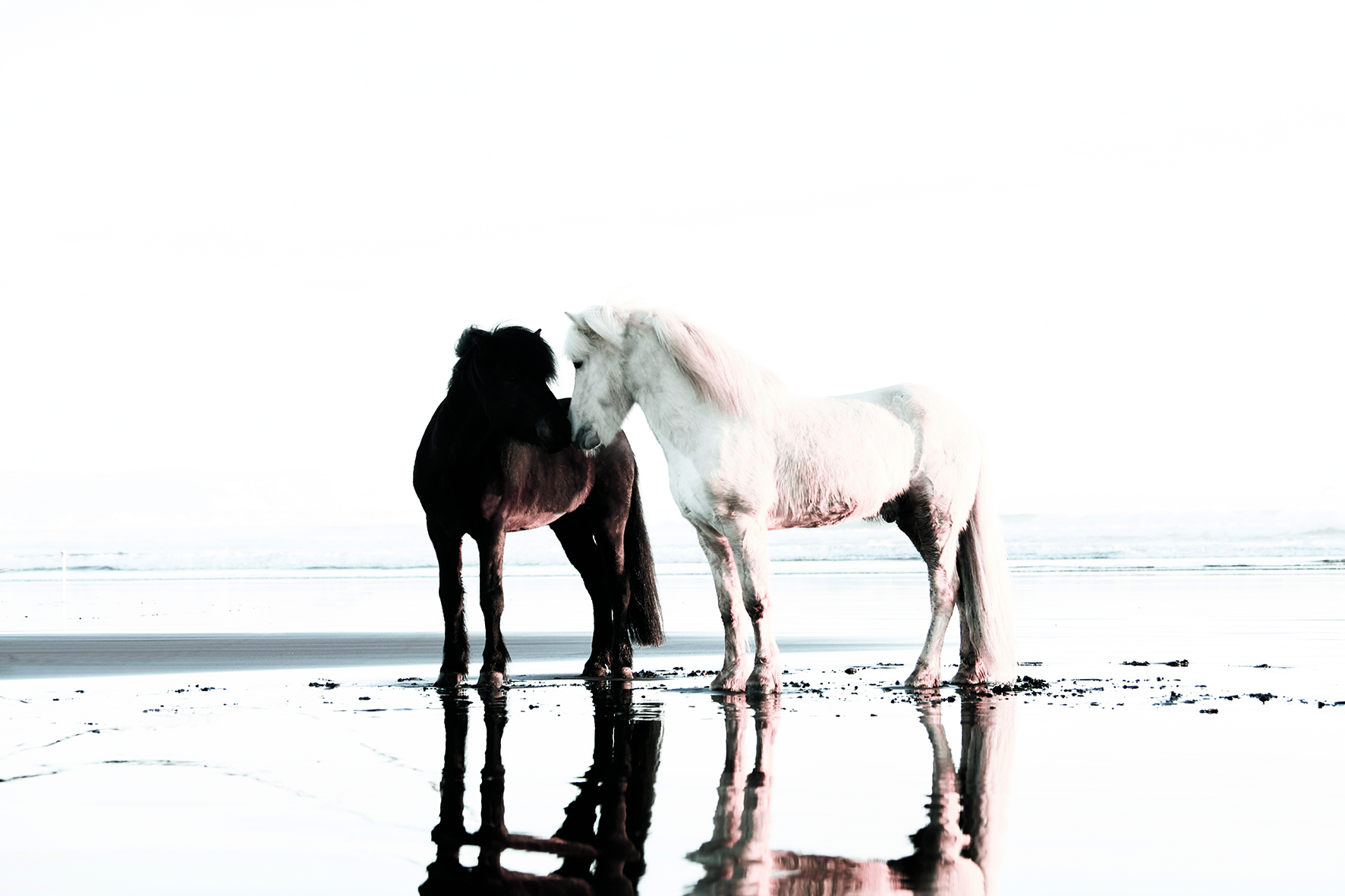 Ethereal Equines by Guadalupe Laiz