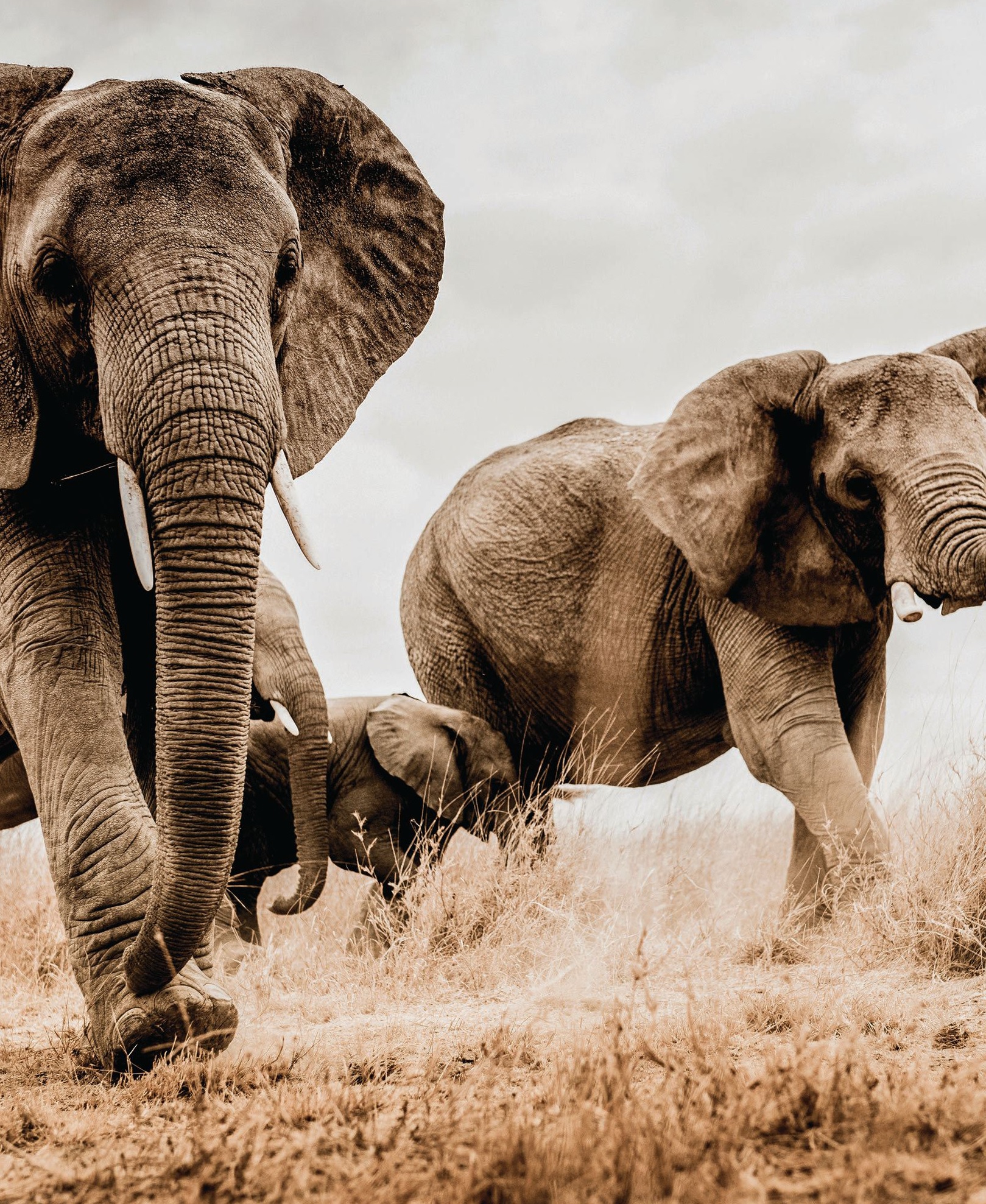 A family of elephants from the photographer’s Africa collection. Photographed by Guadalupe Laiz