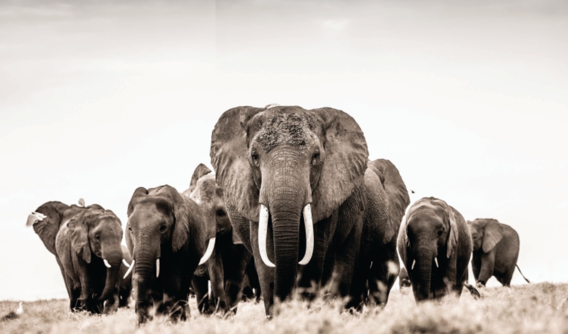 Dubbed “Family III,” a herd of elephants walk in formation. Photographed by Guadalupe Laiz