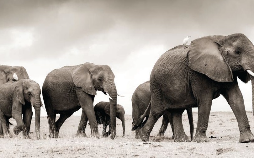 Elephants walk along the dry African lands. Photographed by Guadalupe Laiz
