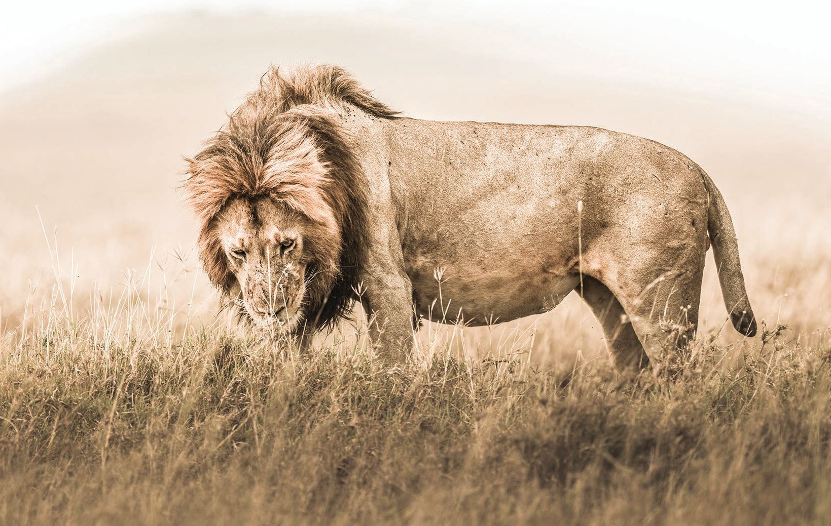 A single lion. Photographed by Guadalupe Laiz