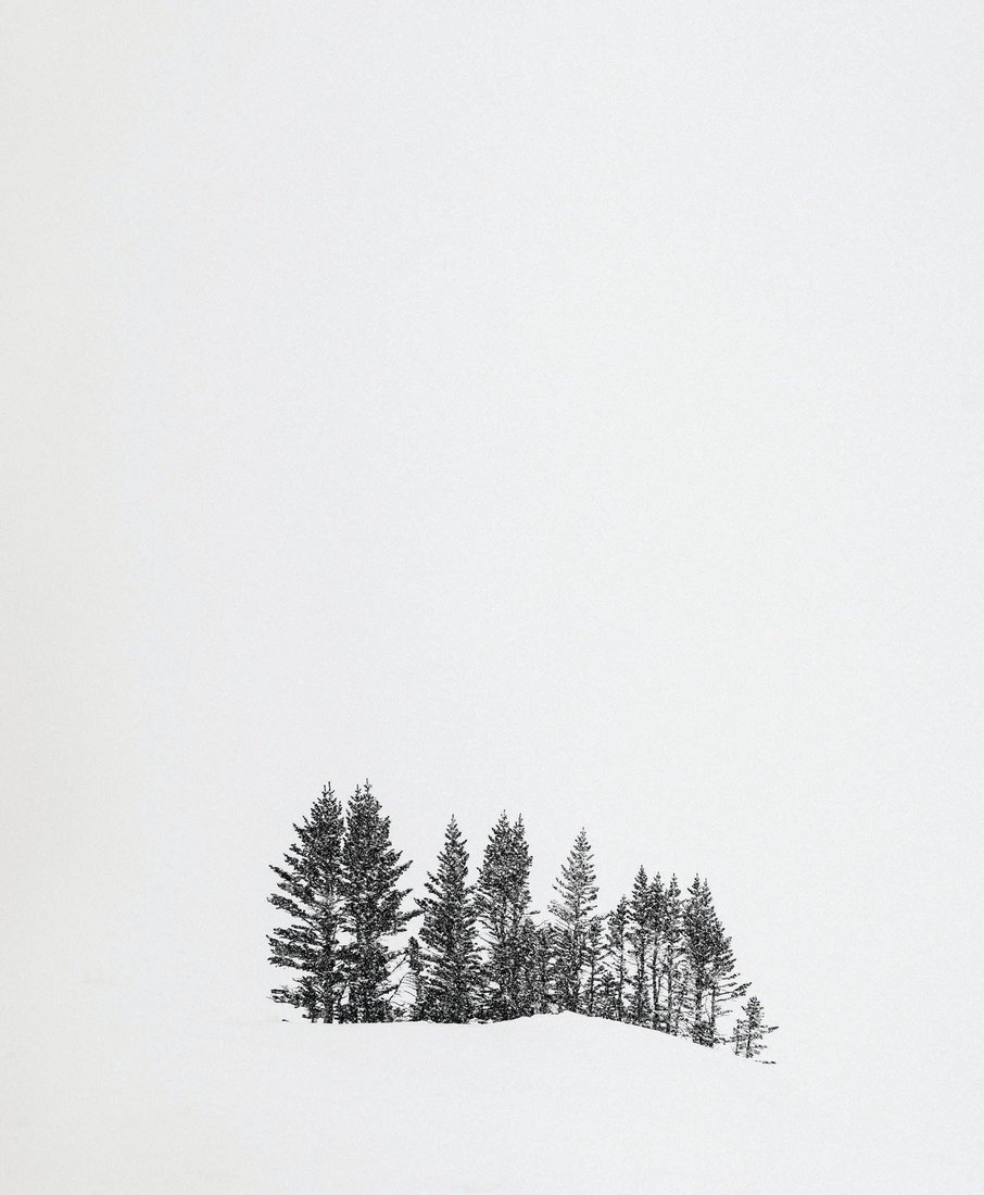 A stand of evergreens is blanketed in the valley’s most precious commodity: snow. Photography by Tamara Susa