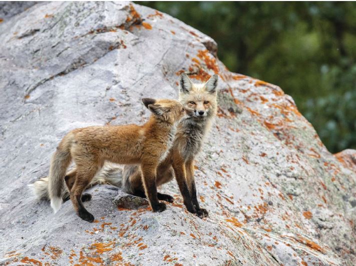 Red foxes are abundant in the Roaring Fork Valley. PHOTO BY PETER FEINZIG